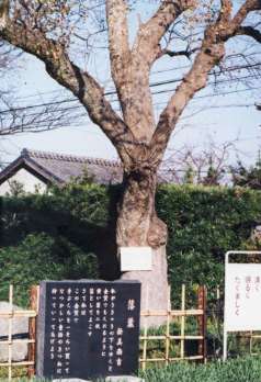ochiba.JPG (19169 oCg)