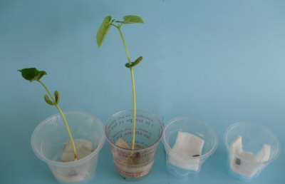５年生 理科発芽実験 半田市立岩滑小学校